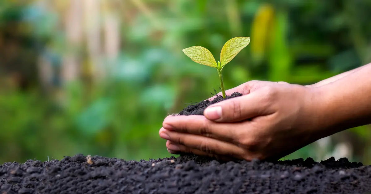 rezolutii-sustenabile-produse-menstruale-2025 a hand holding dirt and a small green plant in nature